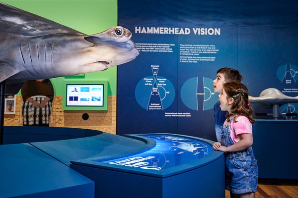 Australian Museum blockbuster Sharks exhibition September 2022