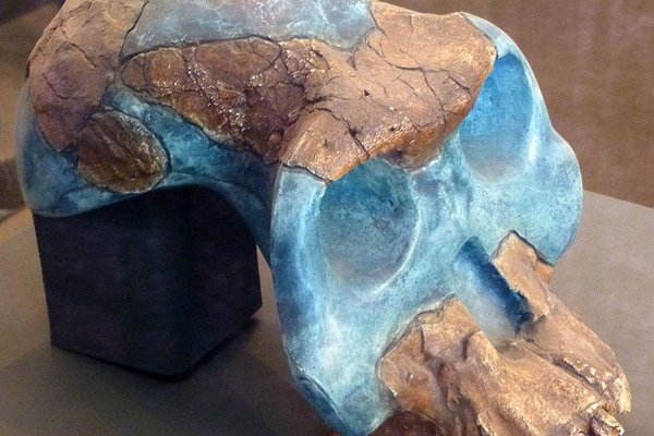 Cast of partial cranium remains of <i>A. garhi</i> (type specimen BOU-VP-12/130)