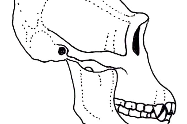 Illustration of a Chimpanzee skull