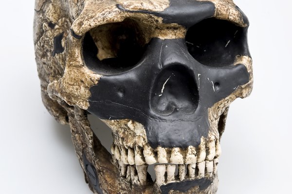 Skull & lower jaw - Skhul 5 skull Homo sapiens front view