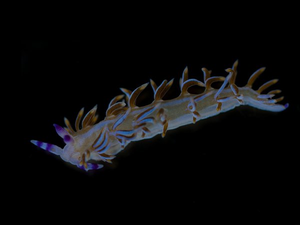 Close-up of a nudibranch