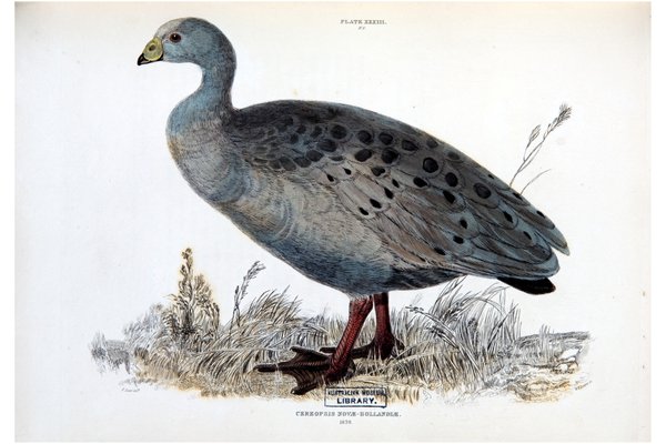 Illustrations of ornithology / by Sir William Jardine and Pridea