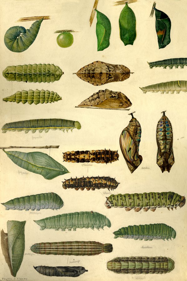Illustration of caterpillars