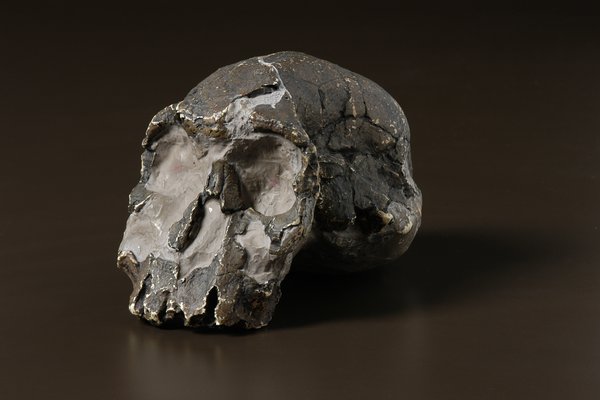 Homo rudolfensis skull cast