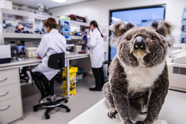 Koala Genome
