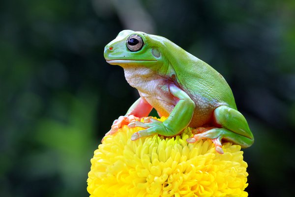 Dumpy frog sitting on green flower