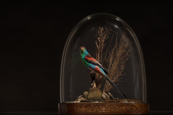 Bird specimen under glass display