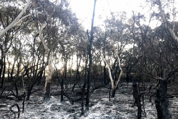 Burnt habitat