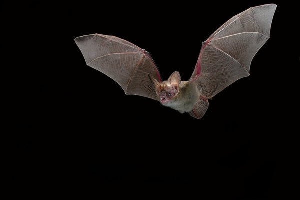 Holt’s Long-eared bat