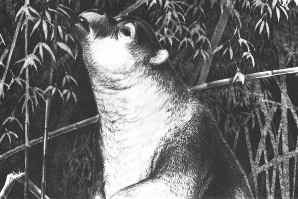 Artist’s reconstruction of Hulitherium tomasettii. Figure 8 from Flannery and Plane (1986).