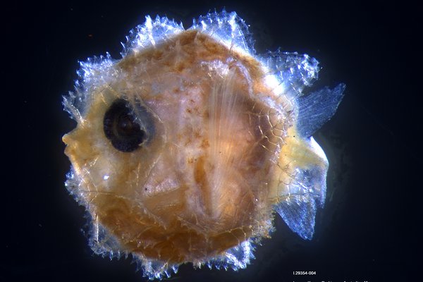 Larval Sunfish Mola species