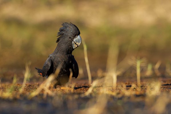 A red-tailed black-cockatoo (Calyptorhynchus banksii macrorhynchus) coming down for a drink near Derby, northern Western Australia.