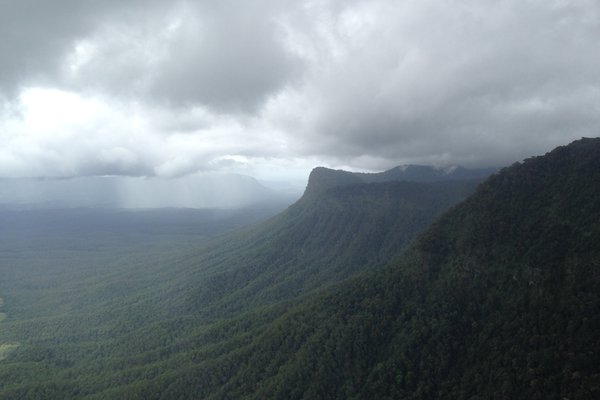 Image of rainforests in Northeast NSW. Photographer: Chris Reid