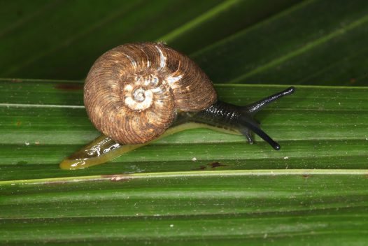 Whitelegge’s Pinwheel Snail
