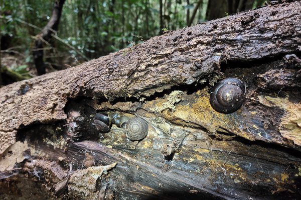 Land snails living under a dead log in the Gondwanan Rainforests of NSW.
