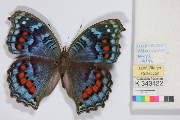 DigiVol - Butterfly - Junonia octavia sesamus
