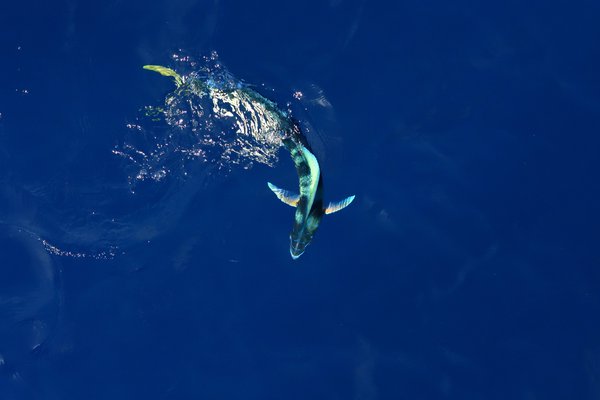 Dolphin fishes, or Mahi Mahi (Coryphaena hippurus) are major predators of flying fishes