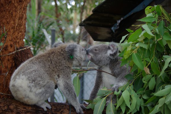 Koala Genome Announcement General shots