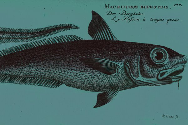 Macourus rupestris illustration - banner