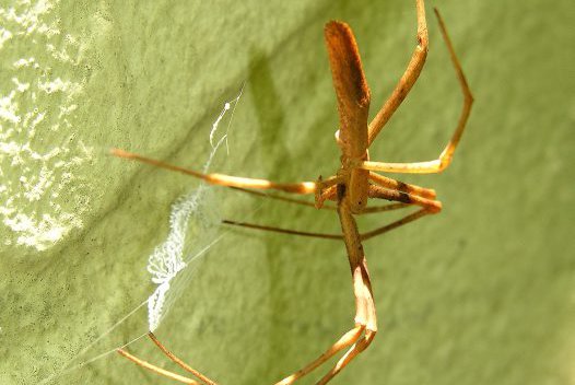 Female Net-casting Spider