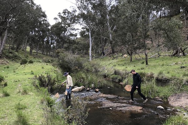 In search of the Peppered Tree Frog, New England Tablelands