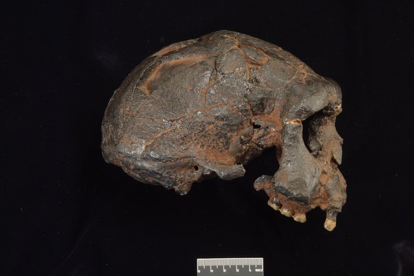 Replica Homo erectus skull