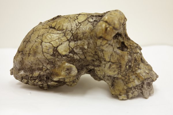 Sahelanthropus tchadensis, Toumai skull