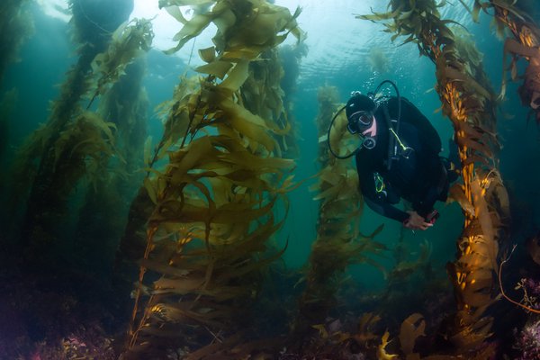Seaweed underwater forests