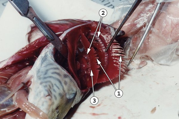 Fish Dissection - Gills exposed