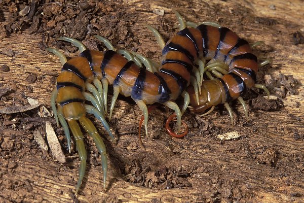 Scolopendrid Centipede