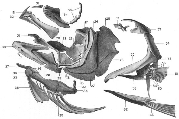 Skull and pectoral girdle of a Striped Sea-bass.