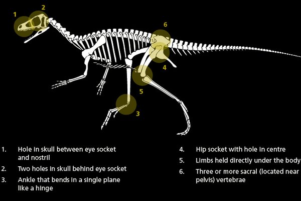 Eoraptor diagram