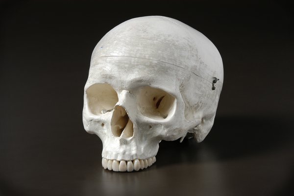 Homo sapien skull cast