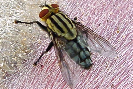 Flesh flies - Family Sarcophagidae