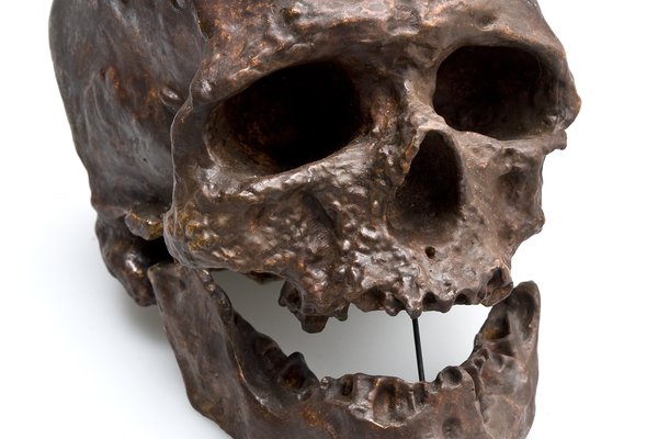 'Cro-magnon man' skull