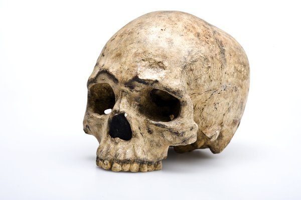 Liujiang Skull Homo sapiens angled view