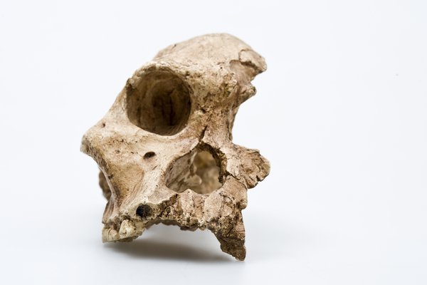 Australopitheus africanus