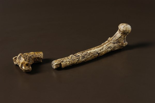 Upper leg bone of Australopithecus afarensis 'Lucy'