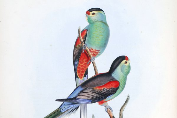 "Beautiful parakeet" The Birds of Australia : in seven volumes / by John Gould.