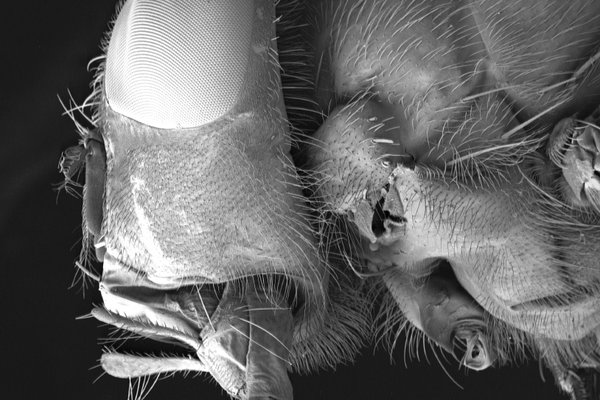 Adult blowfly mouth