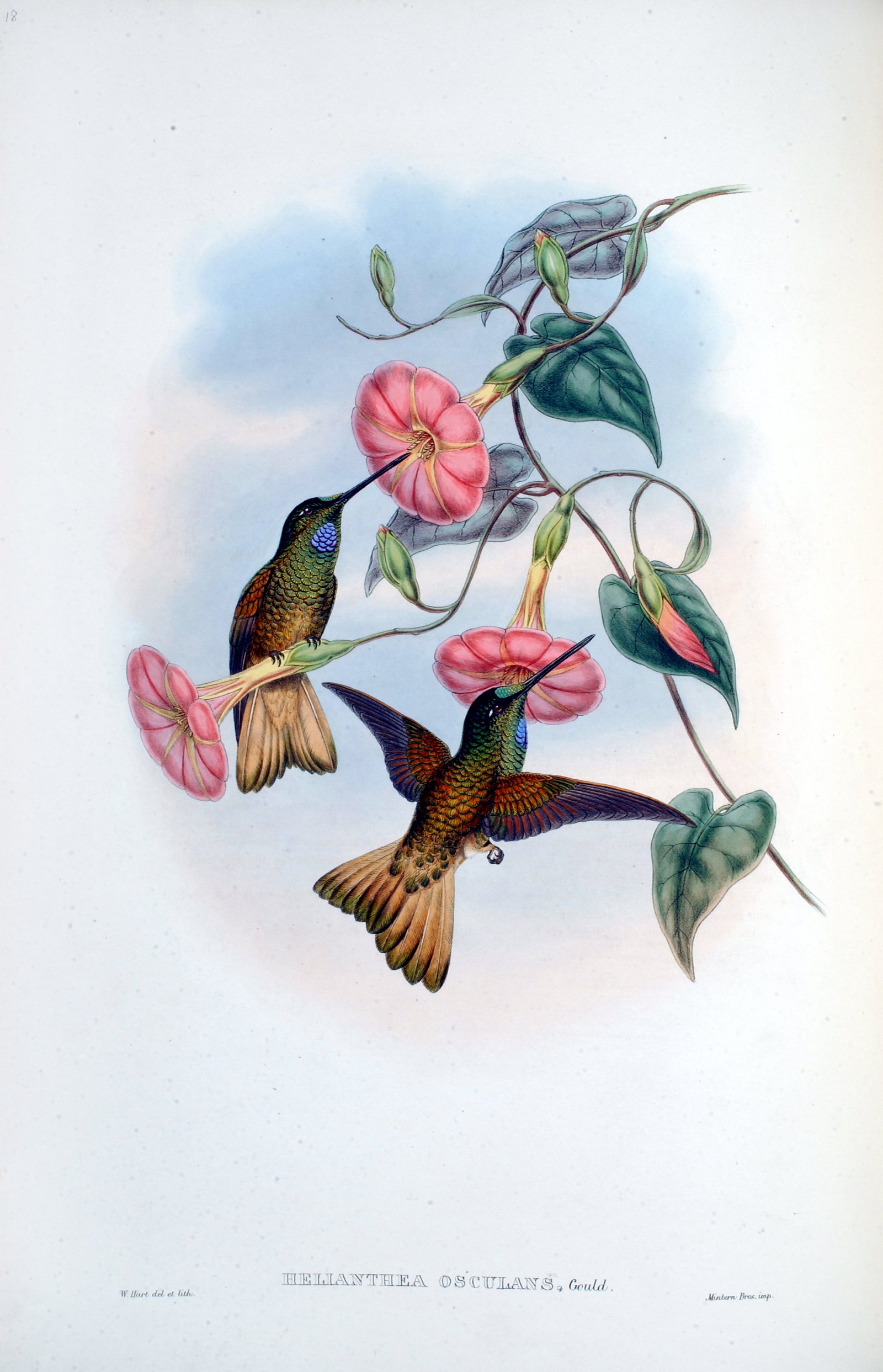A monograph of the Trochilidae or family of hummingbirds. Supple