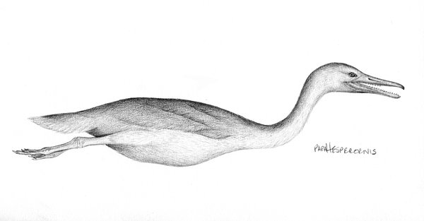 Illustration of bird parahesperornis