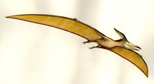 Illustration of pteranodon