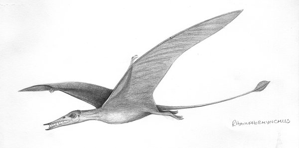 Illustration of pterosaur Rhamphorhynchus muensteri