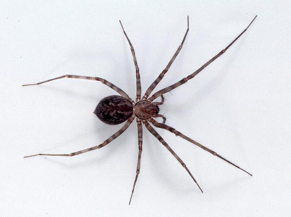 Crinoline Spider, Stiphidion facetum.