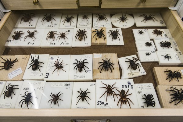 Arachnology Collection Area 2018