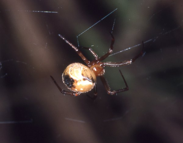 Comb-footed Platform Spider, Nihonhimea mundula