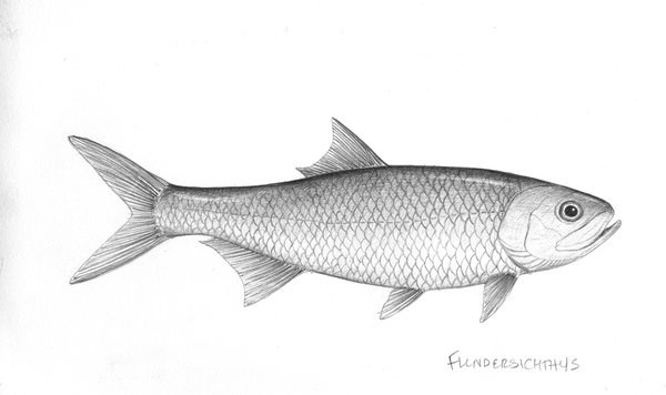 Illustration of flindersichthys denmeadi