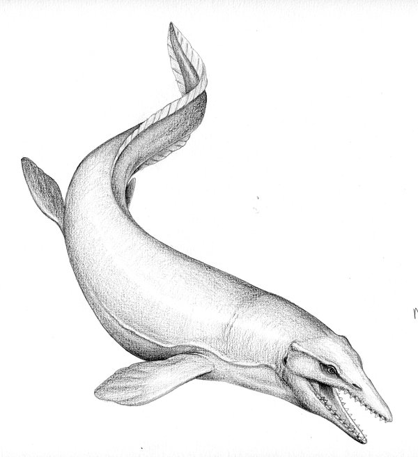 Illustration of mosasaur