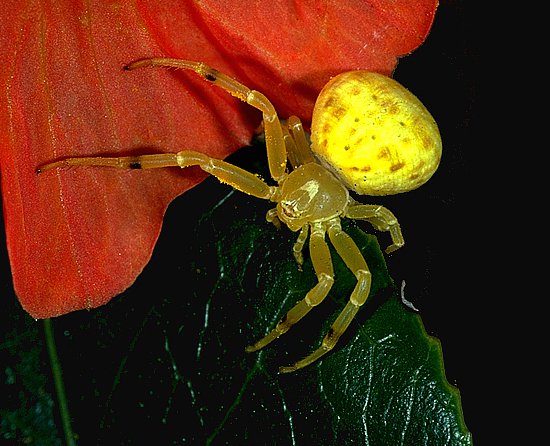 Flower spider (Diaea sp)